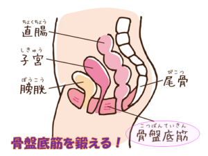 骨盤底筋を鍛える